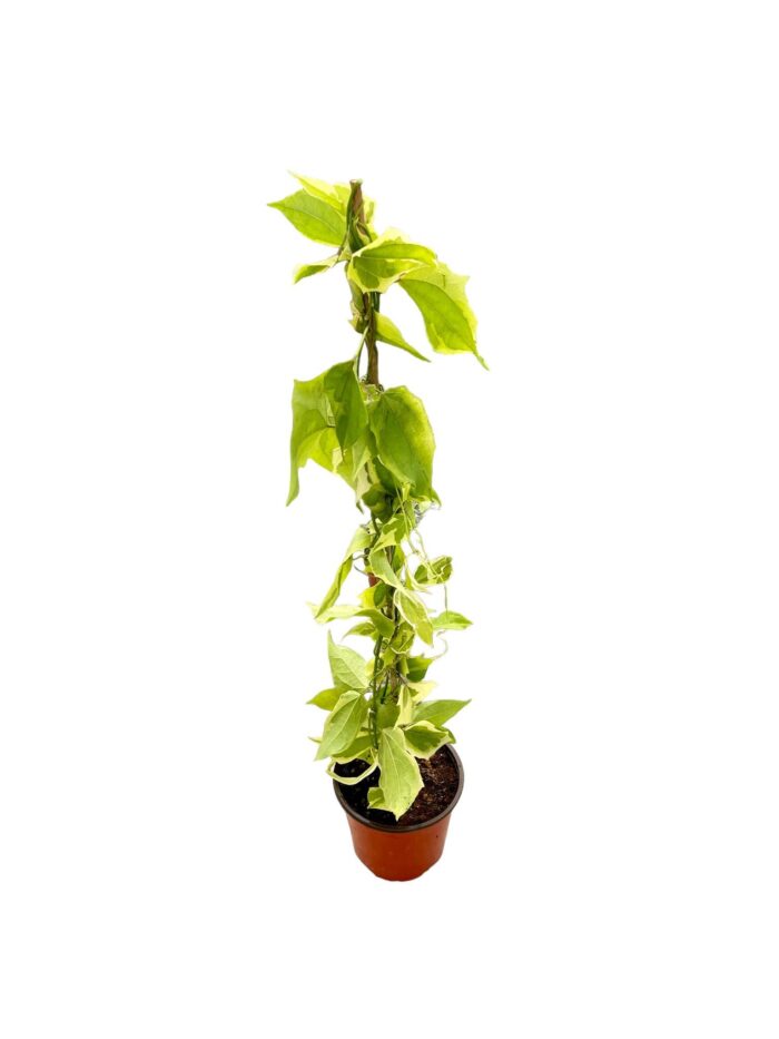 20 Piante di Thunbergia Vaso 18cm 1 Canna