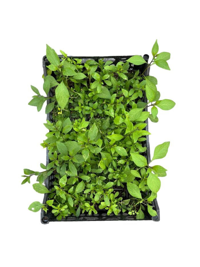 40 Piante di Solanum Jasminoides Vaso 7cm - immagine 2