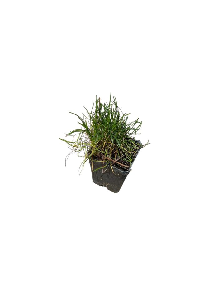 40 Piante di Armeria Vaso 7cm - immagine 2