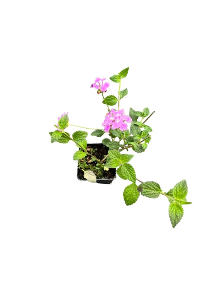 40 Piante di Lantana Sellowiana Vaso 7cm - immagine 2