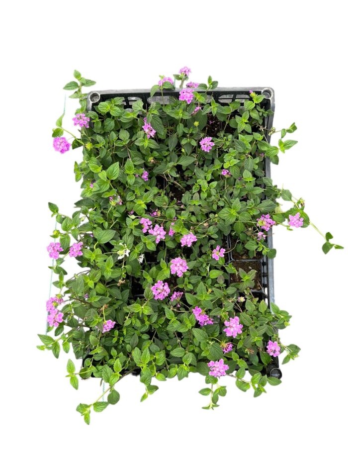 40 Piante di Lantana Sellowiana Vaso 7cm