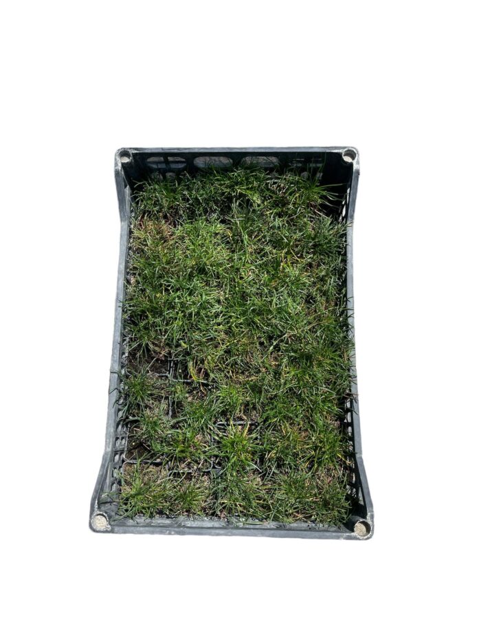 40 Piante di Armeria Vaso 7cm