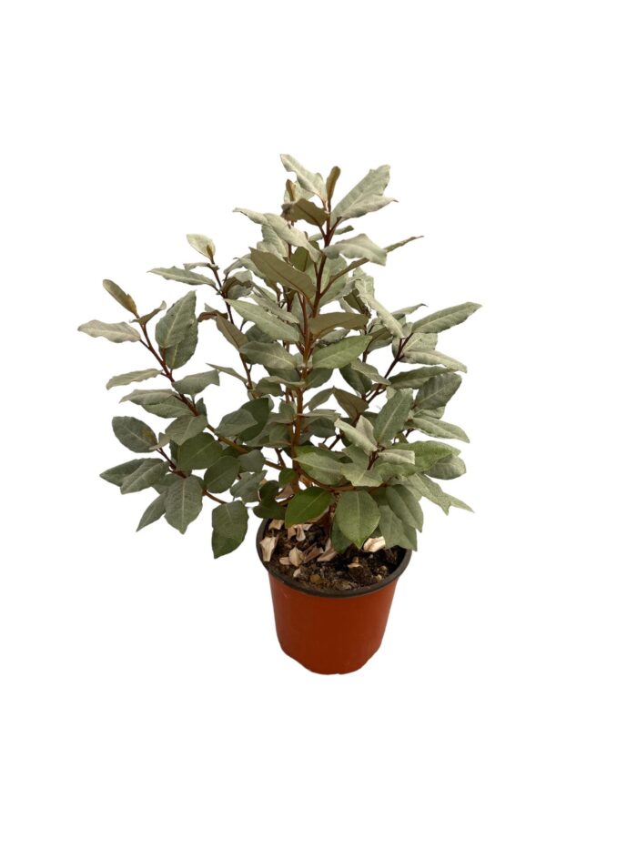 20 Piante di Eleagnus Vaso 18cm