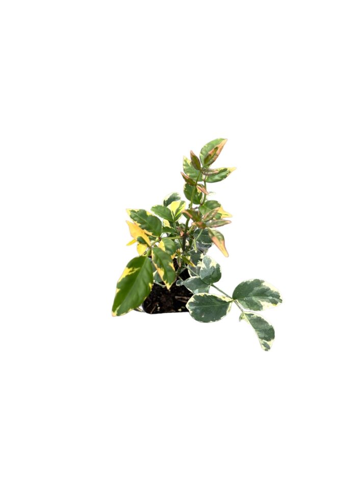 40 Piante di Pandorea Jasminoides Vaso 7cm - immagine 4