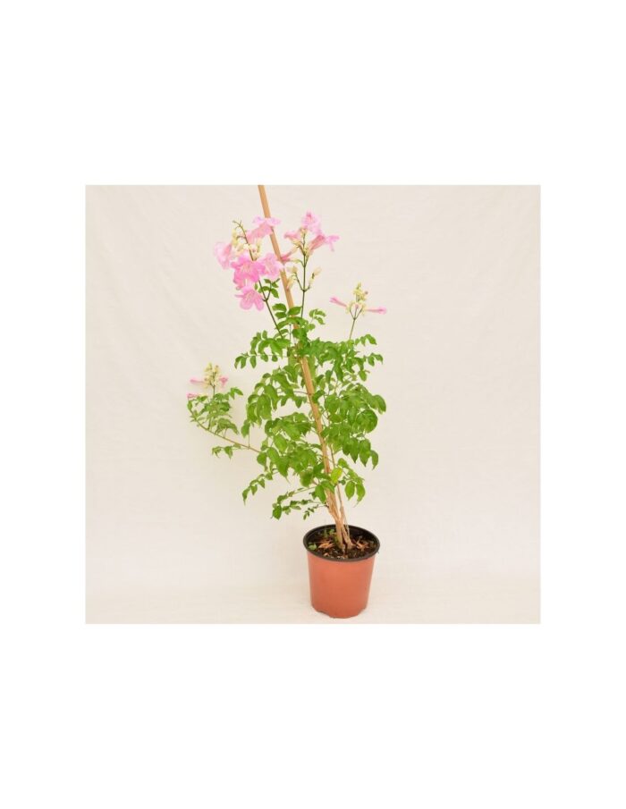 20 Piante di Bignonia Grandiflora Vaso 18cm 1 Canna