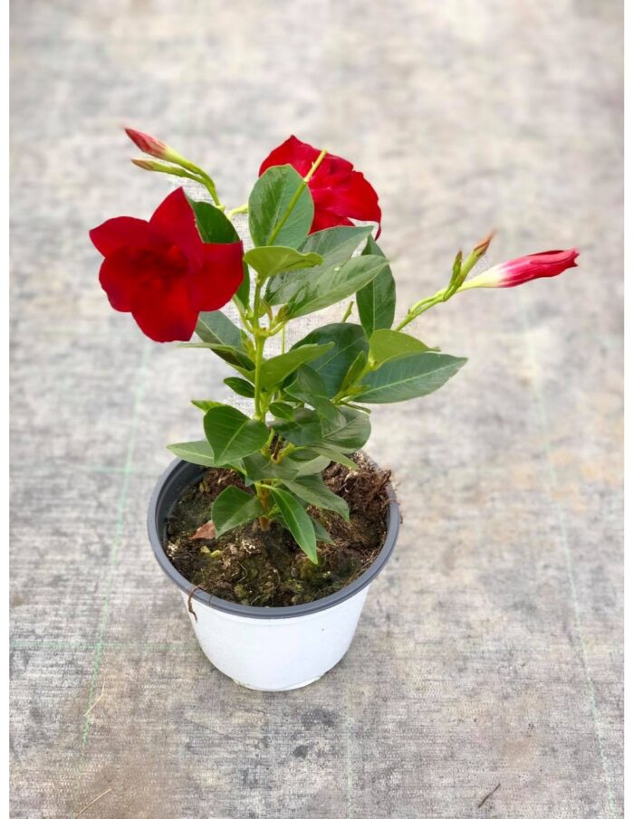20 Piante di Dipladenia Vaso 14