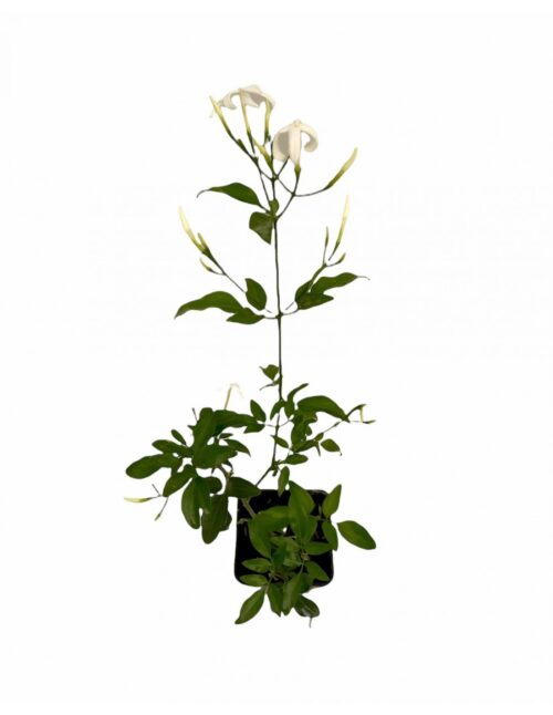 PIANTA GELSOMINO MULTIPARTITIUM