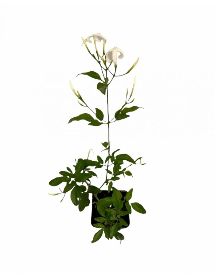 PIANTA GELSOMINO MULTIPARTITIUM