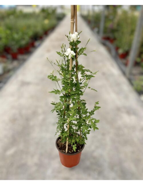 PIANTA GELSOMINO OFFICINALE