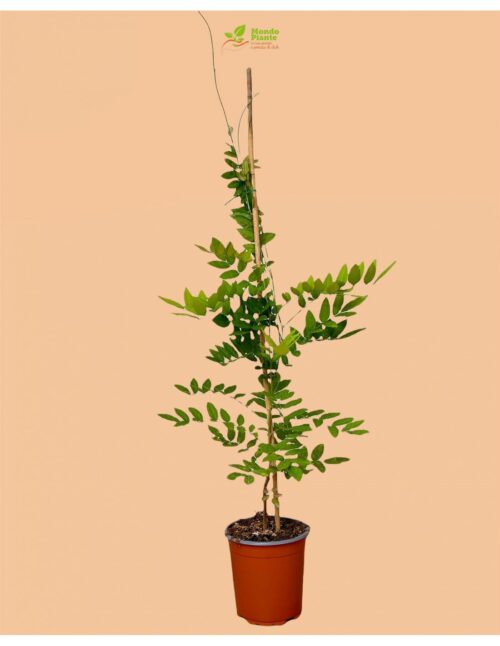 PIANTA GLICINE V18