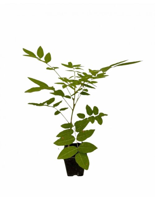 PIANTA GLICINE V7
