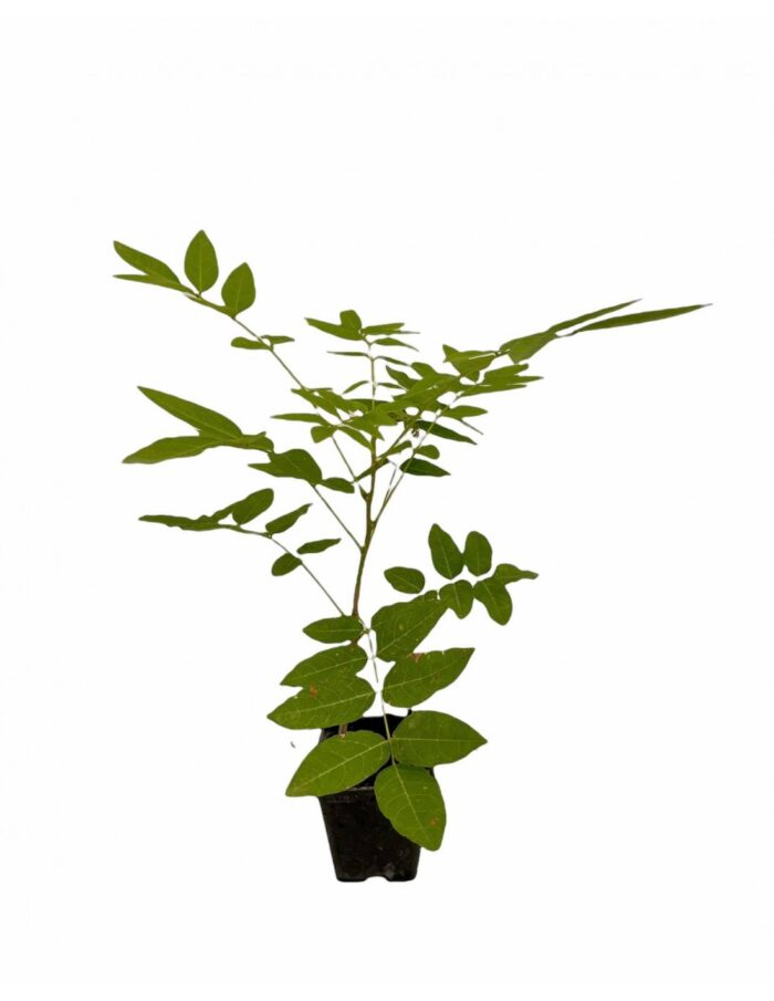 PIANTA GLICINE V7