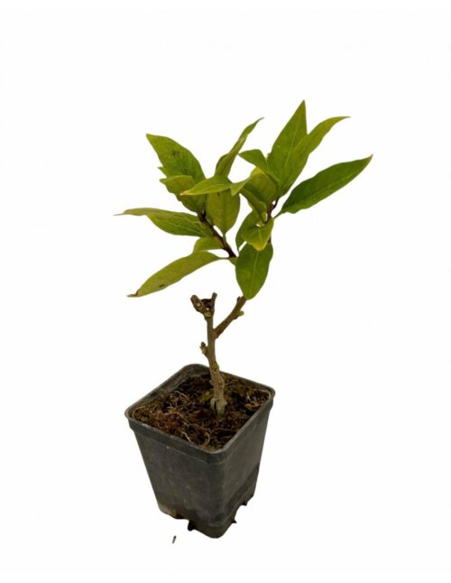 PIANTA MANSOAV7