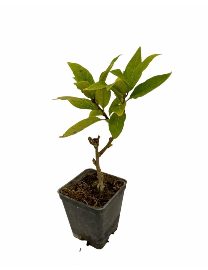 PIANTA MANSOAV7
