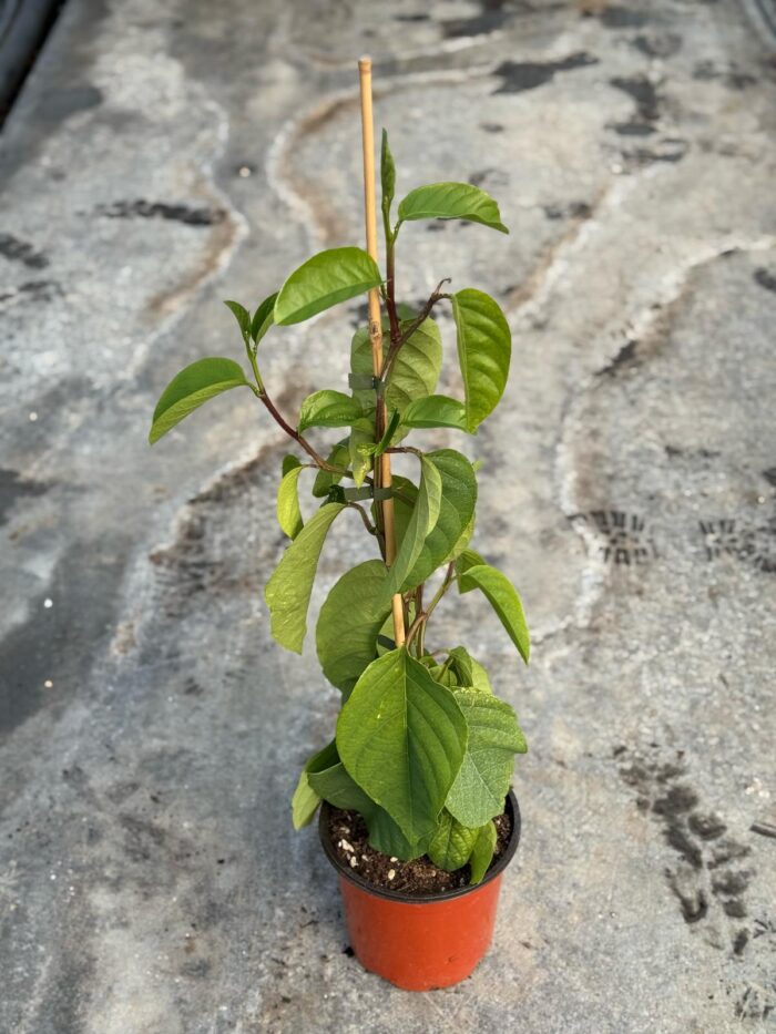 20 Piante di Passiflora Quadrangularis Vaso 18cm 1 Canna