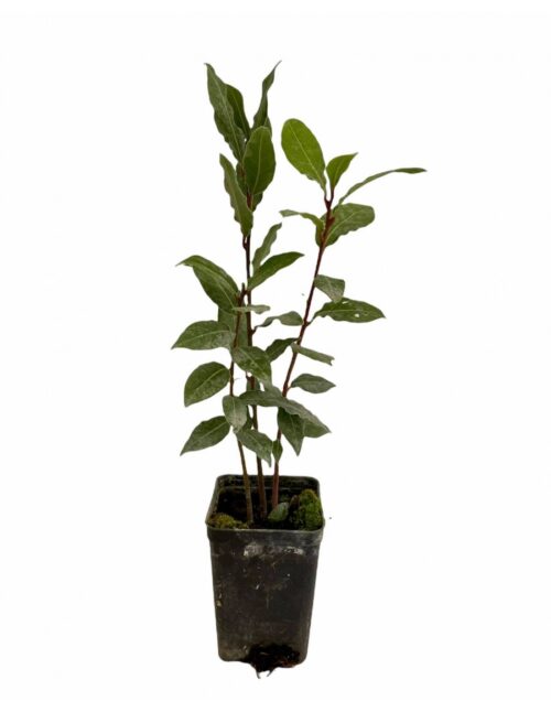 pianta alloro vaso 7