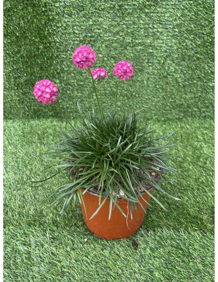 pianta armeria