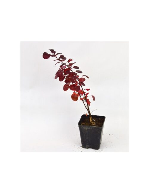 berberis vaso 7