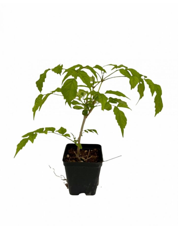 bignonia vaso 7