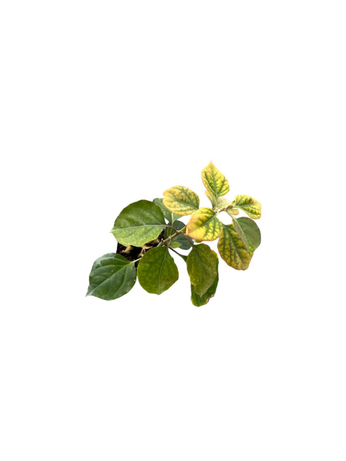 40 Piante di Bouganvillea Vaso 7cm - immagine 3