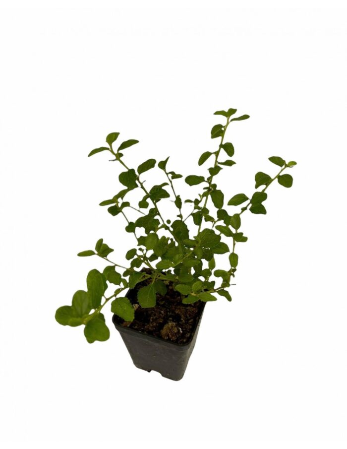 ceanothus pianta