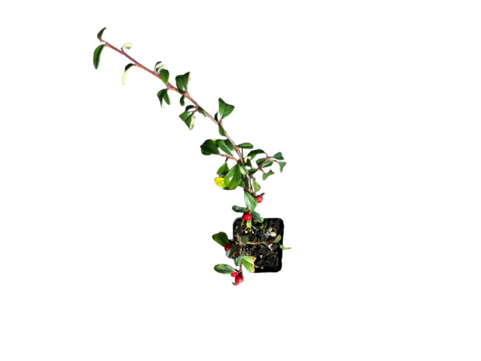 40 Piante di Cotoneaster Salicifolius Vaso 7cm - immagine 2