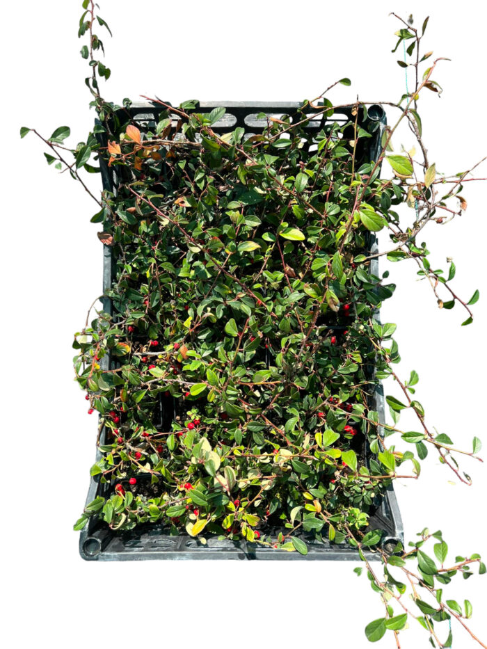 40 Piante di Cotoneaster Salicifolius Vaso 7cm