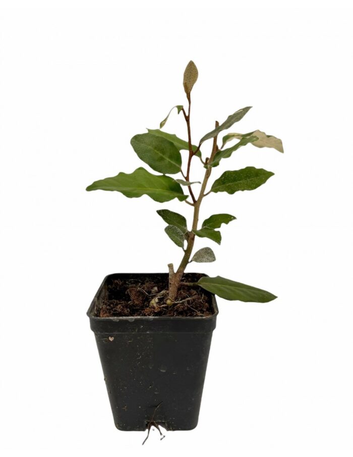 40 Piante di Eleagnus Vaso 7cm
