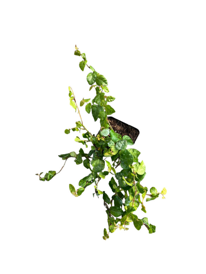 40 Piante di Ficus Repens Vaso 7cm - immagine 2