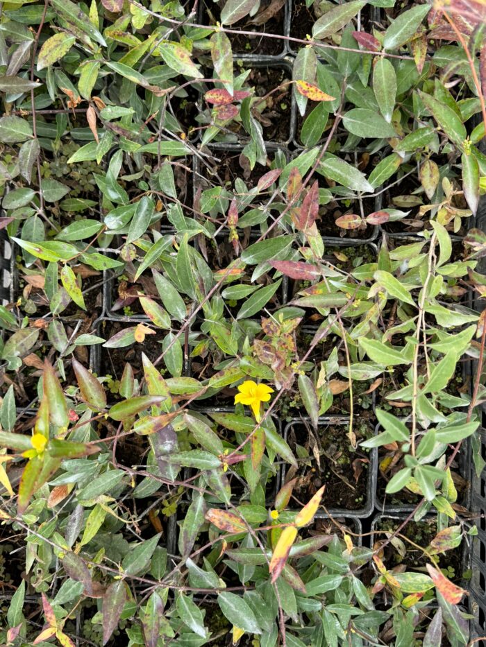 40 Piante di Gelsemium Sempervirens Vaso 7cm