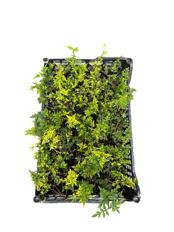 40 Piante di Gelsomino Officinale Vaso 7cm