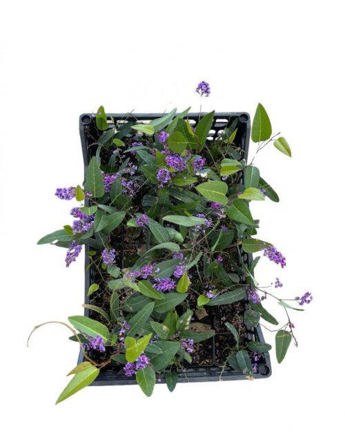 pianta hardenbergia