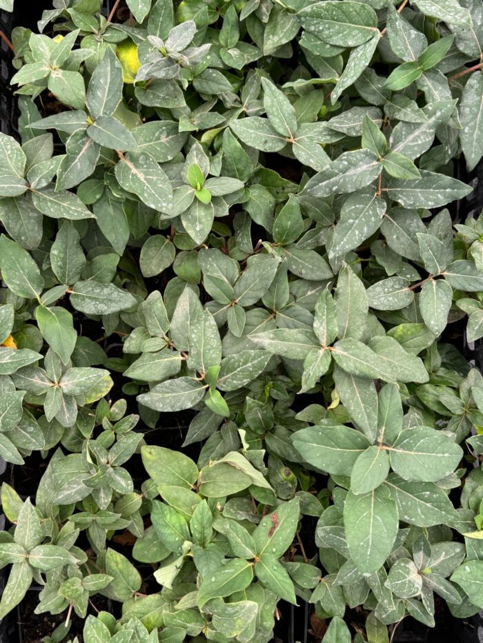 40 Piante di Lonicera Caprifolium Vaso 7cm