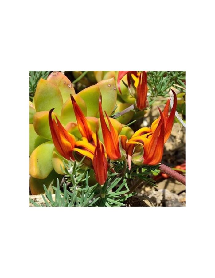 40 Piante di Lotus Vaso 7cm
