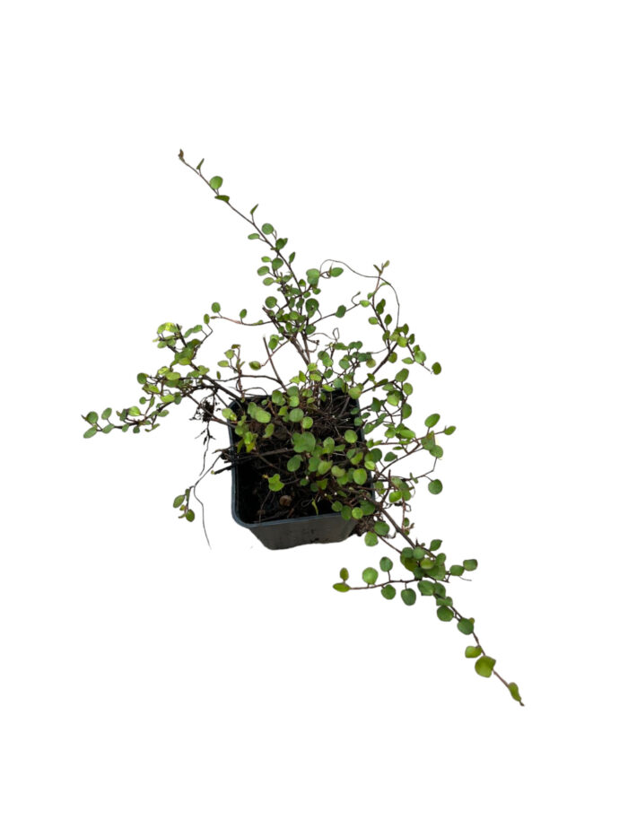 40 Piante di Muehlenbeckia Vaso 7cm - immagine 2