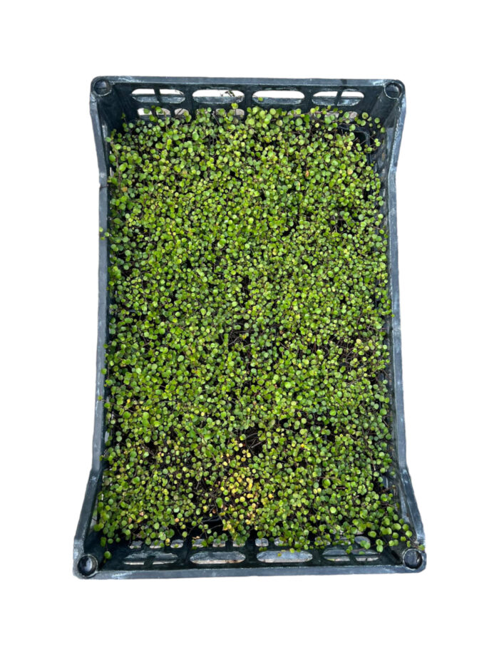 40 Piante di Muehlenbeckia Vaso 7cm
