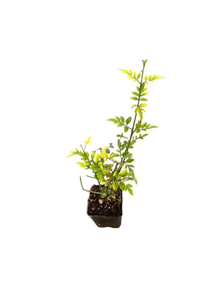 40 Piante di Gelsomino Officinale Vaso 7cm - immagine 3