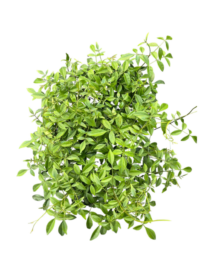 40 Piante di Pandorea Jasminoides Vaso 7cm