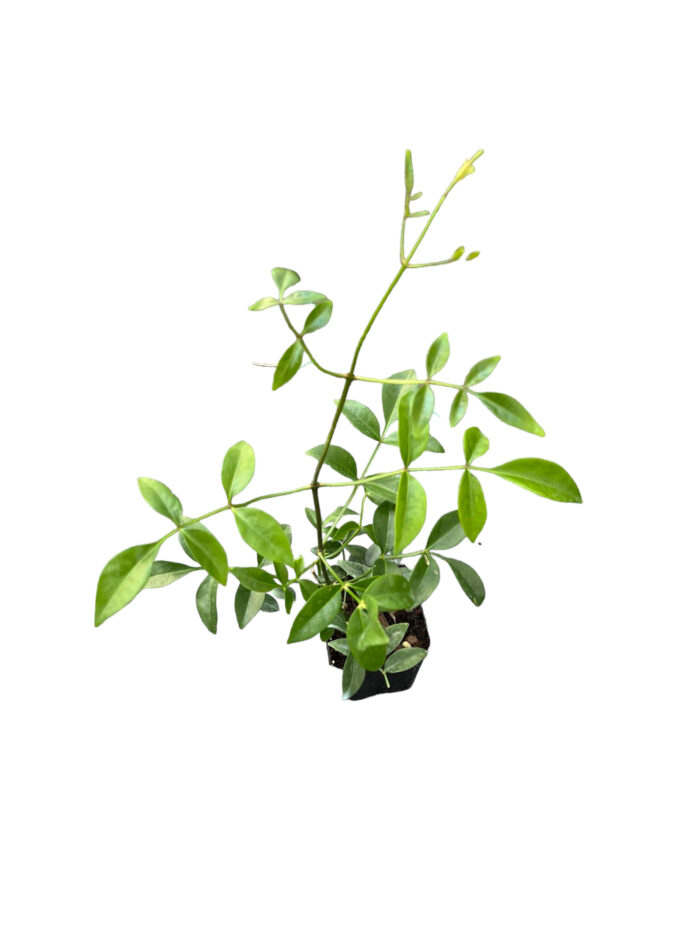 40 Piante di Pandorea Jasminoides Vaso 7cm - immagine 3