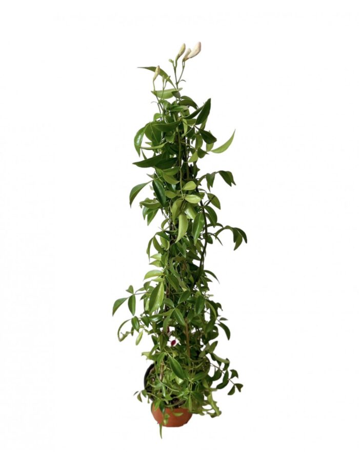 20 Piante di Pandorea Jasminoides Vaso 18cm 1 Canna