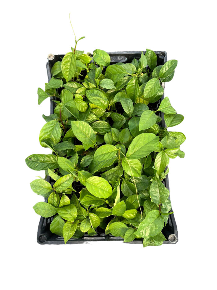 40 Piante di Passiflora Quadrangularis Vaso 7cm - immagine 2