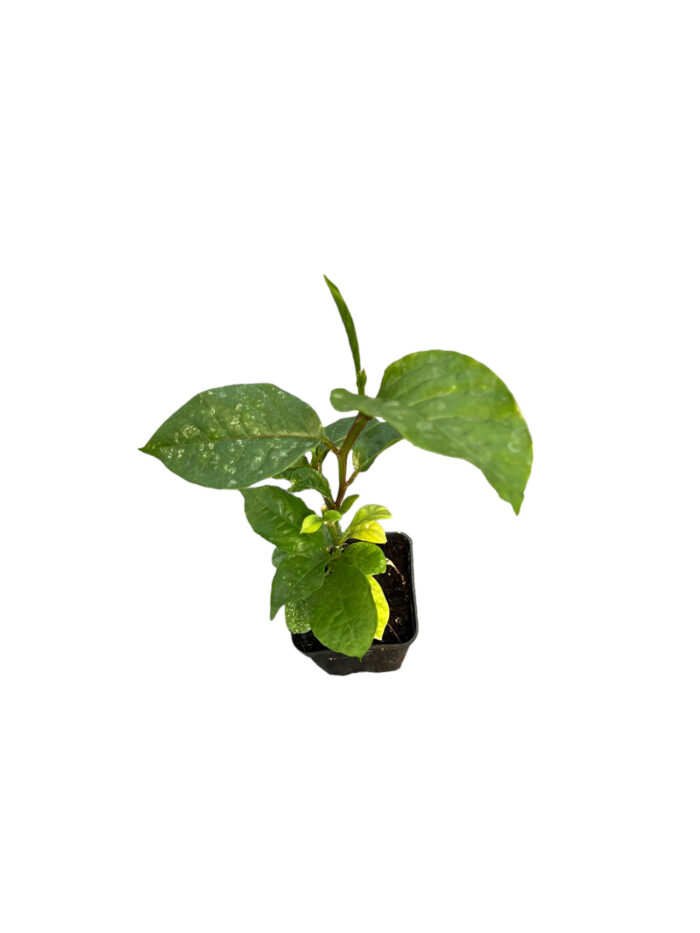 40 Piante di Passiflora Quadrangularis Vaso 7cm - immagine 3