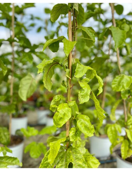 passiflora edulis