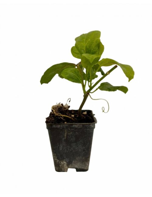 passiflora edulis