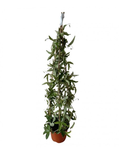 passiflora cerulea