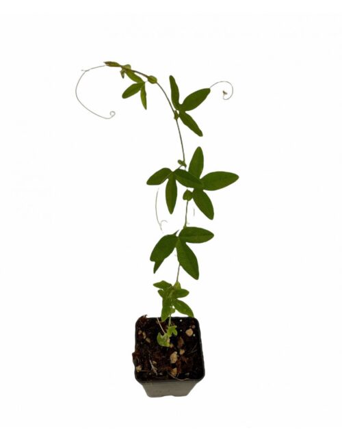 pianta passiflora vilacea