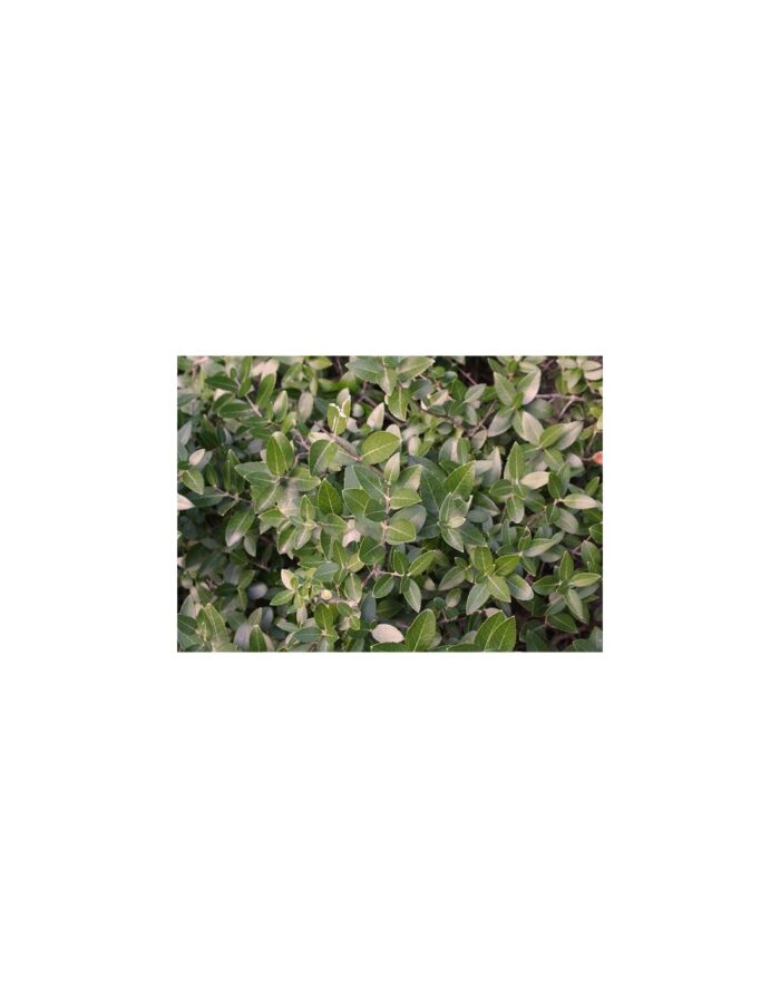40 Piante di Phillyrea Angustifolia Vaso 7cm