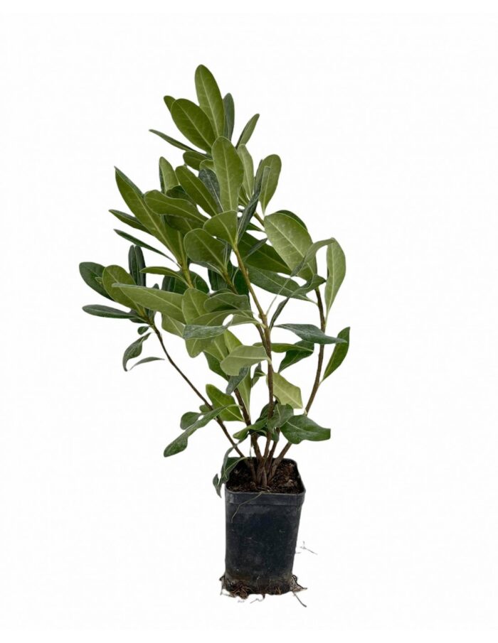 40 Piante di Pitosforo Tobira Vaso 7cm