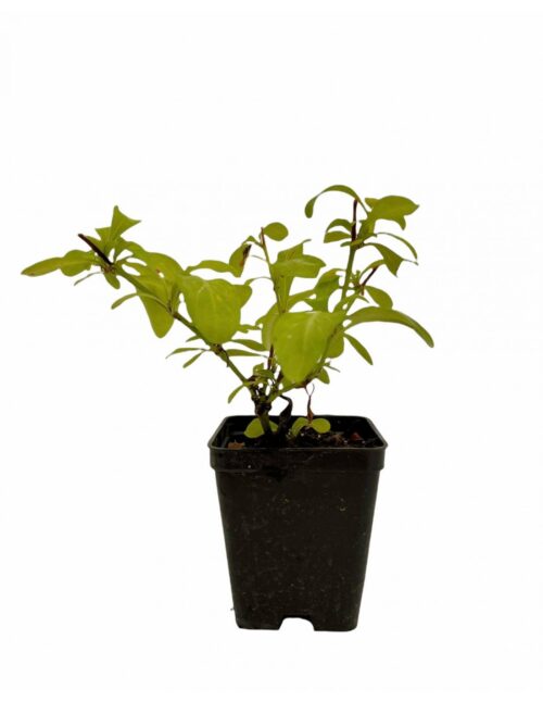 pianta plumbago vaso7