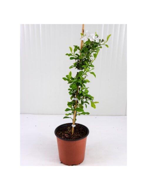 pianta plumbago vaso 18